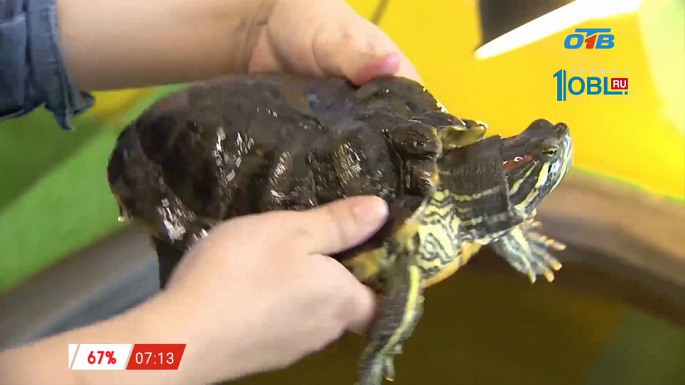 Наше УТРО на ОТВ – пушистое утро о красноухих черепахах