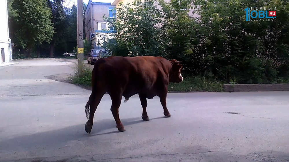 Происшествия дня 28.07.2017