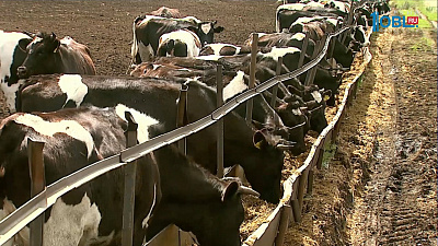 Выбирают лучшего оператора машинного доения