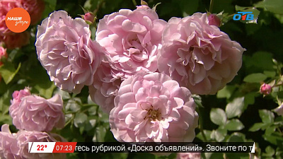 Наше УТРО на ОТВ – садовые истории – подготовка роз к осени