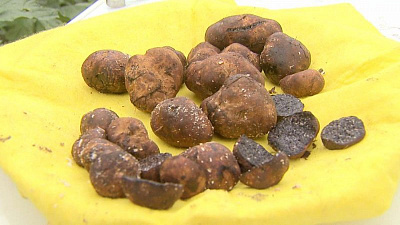 Челябинцы нашли трюфели в лесу под Чебаркулем 