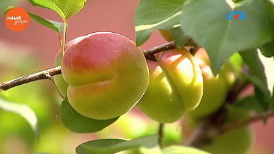 Наше УТРО на ОТВ – садовые истории – теплица в солнечный день