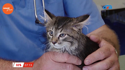 Ветеринар Николай Калинин осмотрел глаз кошки Бэллы