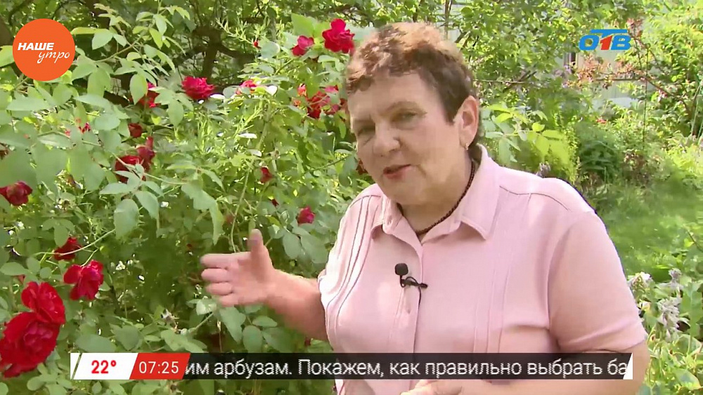 Наше УТРО на ОТВ – садовые истории – подготовка роз к осени (2 часть)