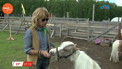 Наше УТРО на ОТВ – пушистое утро о мини лошадях  (2 часть)