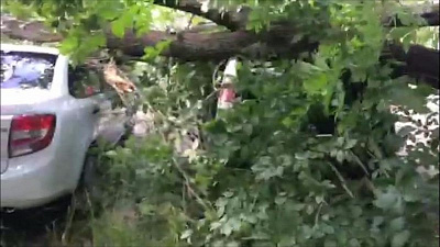 Дерево упало сразу на четыре машины в Ленинском районе 