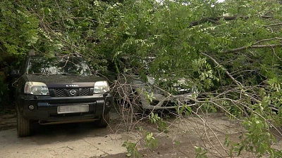 Природа «замаскировала» автомобиль. Владелец придавленного «Ниссана» рассказал о произошедшем 