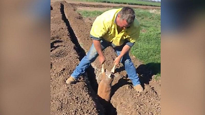 Житель Австралии спас из траншеи застрявшего кенгуренка