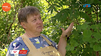 Наше УТРО на ОТВ – садовые истории – если в саду появилась рябина