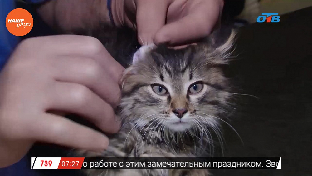 Ветеринарный врач Николай Калинин осмотрел кошку Бэллу