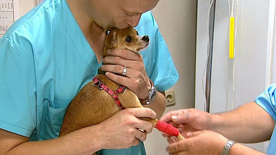 Челябинский Айболит спасает животных, которых хотели усыпить их хозяева