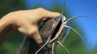 На Челябинской ГРЭС будут разводить африканских сомов