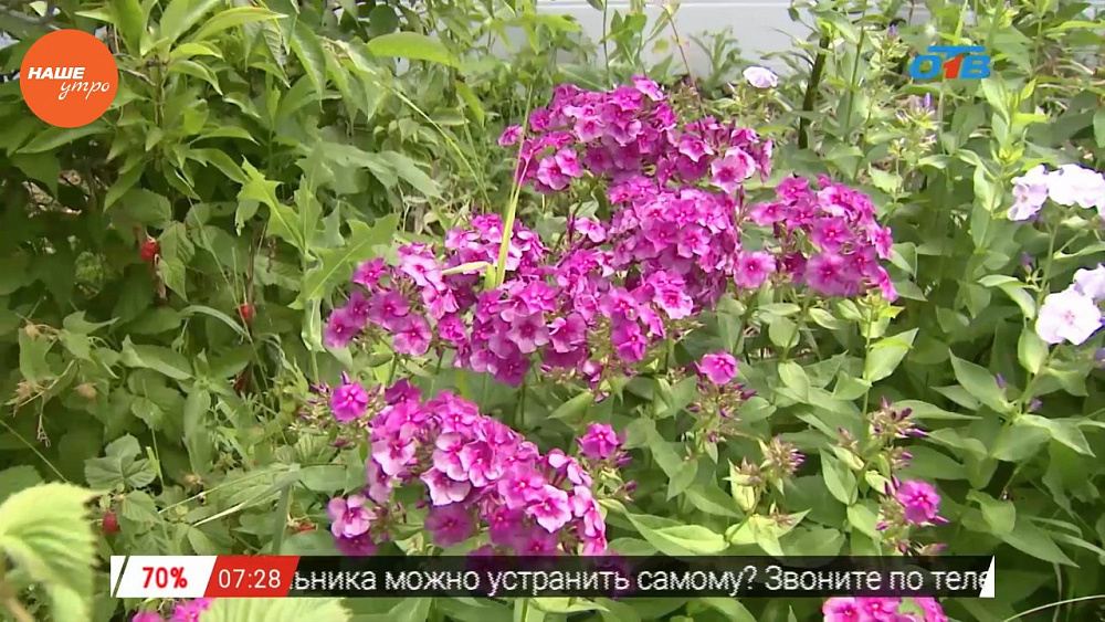 Наше УТРО на ОТВ – садовые истории о флоксах