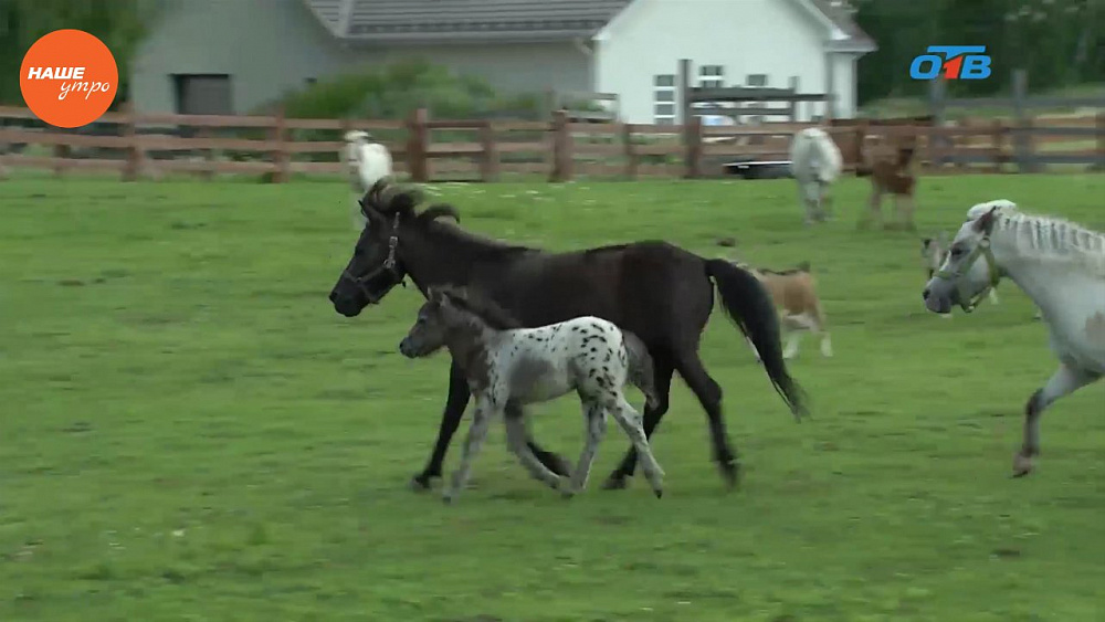 Наше УТРО на ОТВ – пушистое утро о миниатюрных лошадях (3 часть)