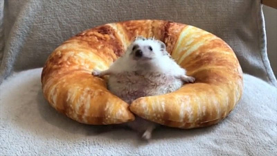 Проснувшийся в «круассане» еж стал героем любительского видеоролика 