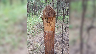 Управление лесами: деревья около Увильдов вырубают законно