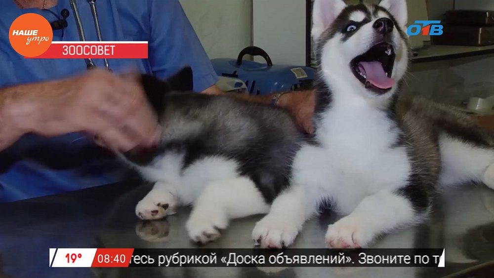 Ветеринар Николай Калинин осмотрел щенков хаски