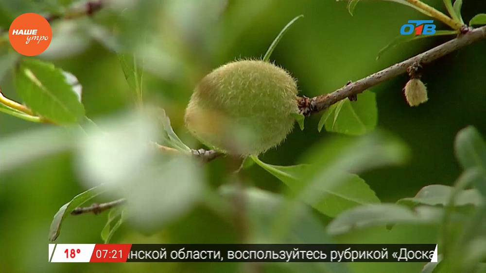 Наше УТРО на ОТВ – садовые истории  о горьком миндале