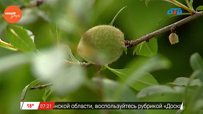 Наше УТРО на ОТВ – садовые истории  о горьком миндале