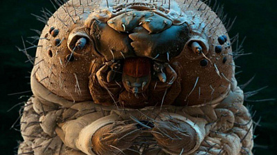 Ползущее существо с зубами и присосками сняли на видео жители Миасса 