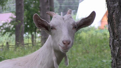 Разъяренный прохожий вызвал у беременной козы преждевременные роды, пнув ее по животу