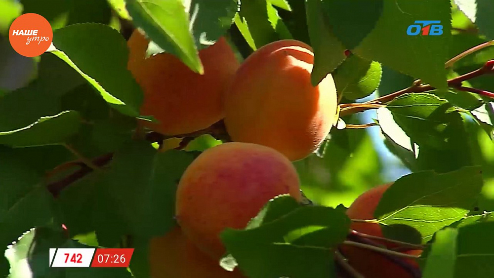 Наше УТРО на ОТВ – садовые истории об абрикосах