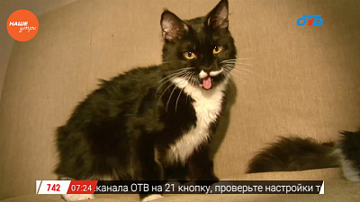 Наше УТРО на ОТВ – пушистое утро о мейнкунах (2 часть)