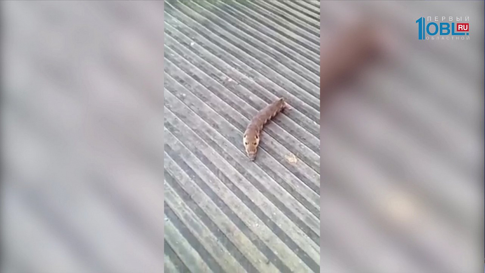 Жителей Миасса напугали "черви-монстры"