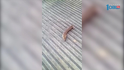 Жителей Миасса напугали "черви-монстры"