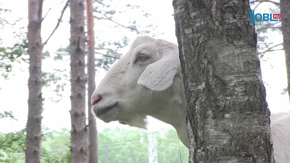 Происшествия дня 09.08.2017