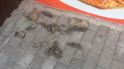 Крысиное кладбище у челябинских ларьков с шаурмой сняли на видео