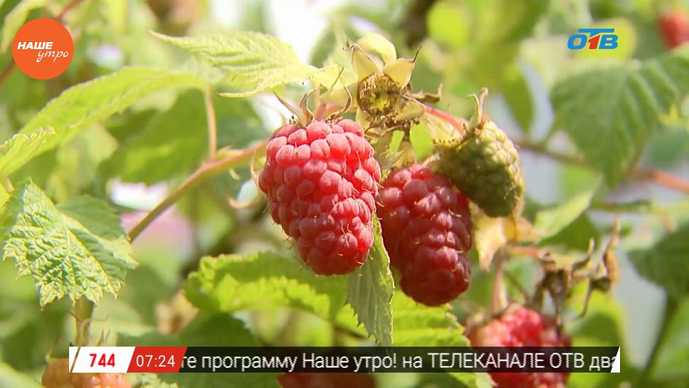 Наше УТРО на ОТВ – садовые истории об уходе за малиной