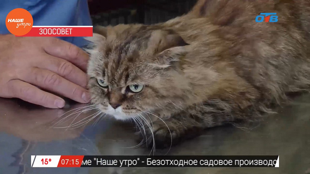 Ветеринар Николай Калинин провел осмотр кошки Бони