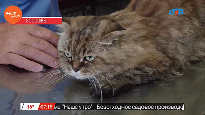 Ветеринар Николай Калинин провел осмотр кошки Бони