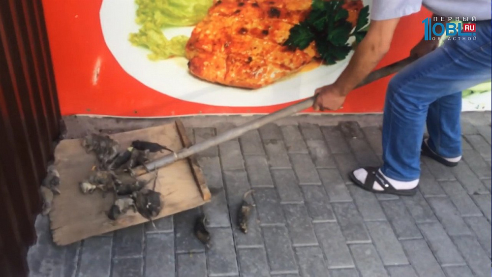 Возле рынка обнаружили кучу мертвых крыс