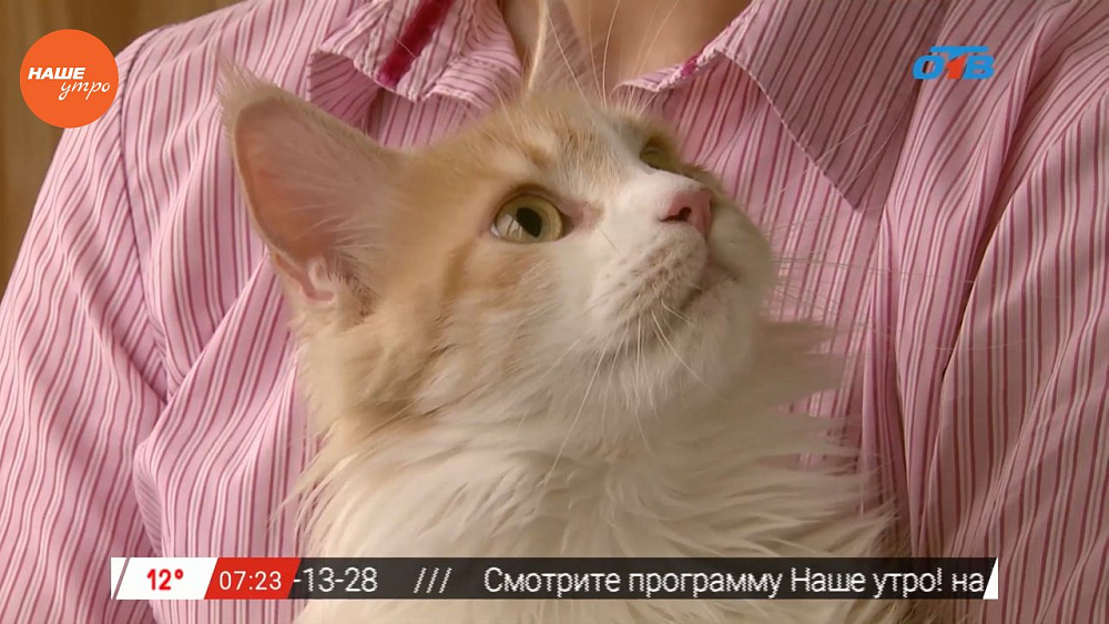 Наше УТРО на ОТВ – пушистое утро о мейнкунах (3 часть)