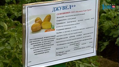 Аграрии испытывают новые сорта картофеля