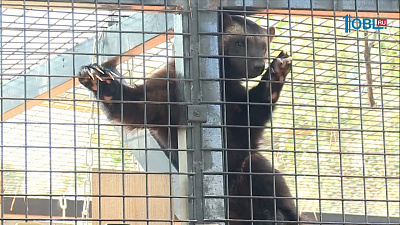 В Челябинском зоопарке появилась росомаха 