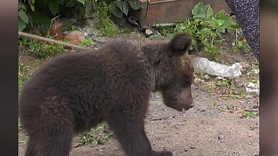 Житель Троицка вновь приютил покалеченного медвежонка, привязанного к фуре цирка-шапито 