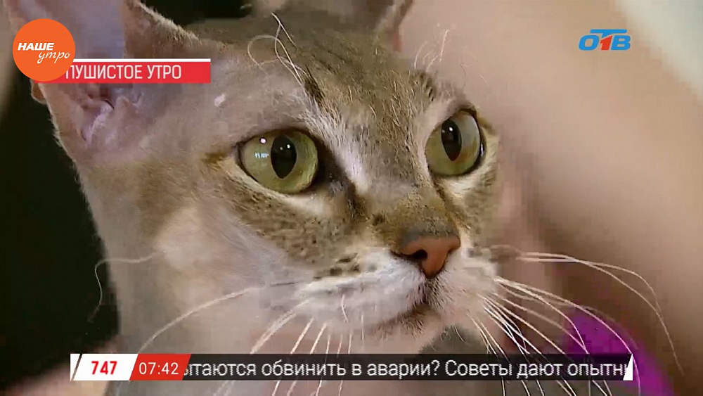 Наше УТРО на ОТВ – пушистое утро о кошках-сфинксах  (3 часть)