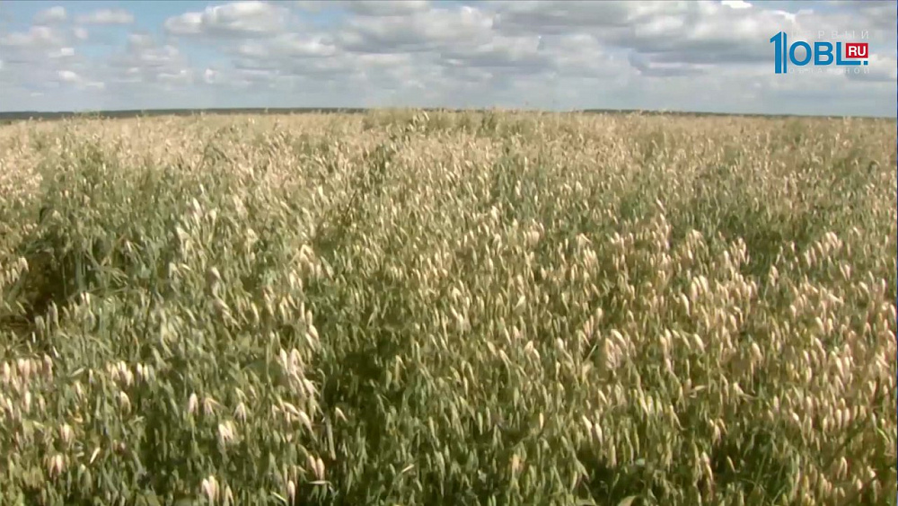 Испытывают новые сельскохозяйственные культуры