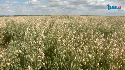 Испытывают новые сельскохозяйственные культуры