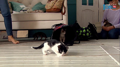 Волонтеры устраивают фотосессии котикам из приюта 