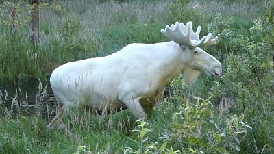 Редкого лося белого цвета зафиксировала видеокамера 