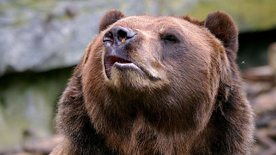 Танцующего медведя в кроссовках сняли на видео в Челябинске 