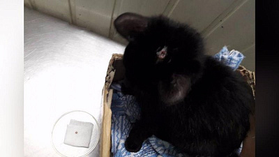 Челябинский зоозащитник извлек металлическую пулю из головы котенка 