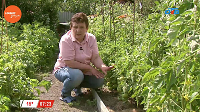 Наше УТРО на ОТВ – садовые истории об уходе за помидорами