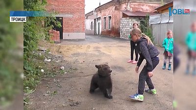 Житель Троицка выкупил медвежонка из цирка-шапито 