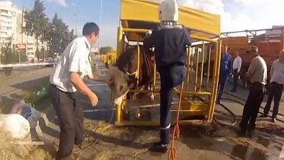 Челябинские спасатели освободили из клетки застрявшего в ней быка 