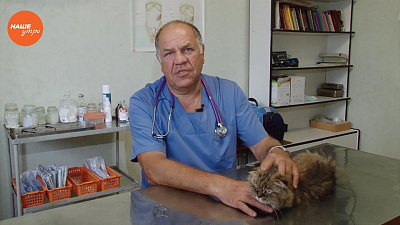 Ветеринарный врач Николай Калинин провел первичный осмотр кота